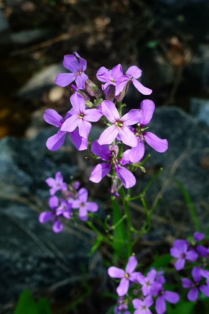 Hesperis matronalis