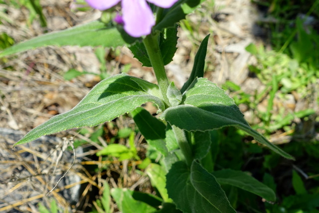 Hesperis matronalis - leaves