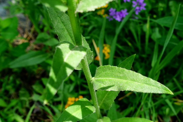 Hesperis matronalis - leaves