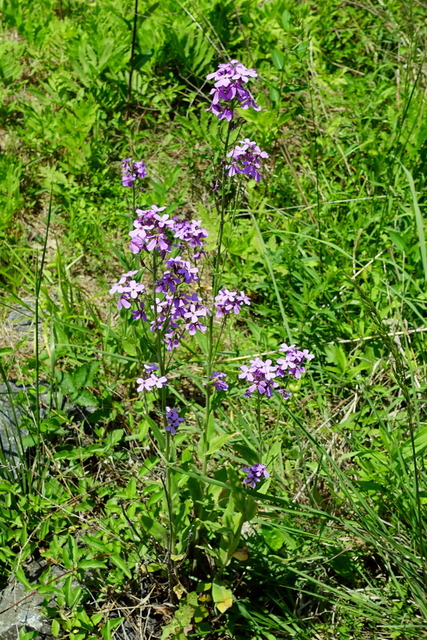 Hesperis matronalis - plant