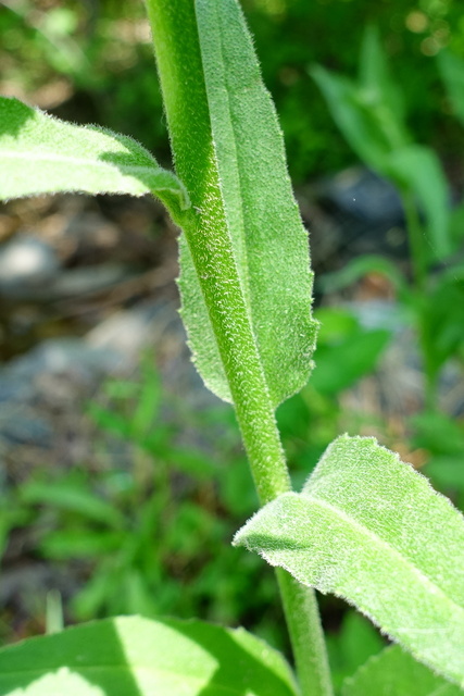 Hesperis matronalis - stem