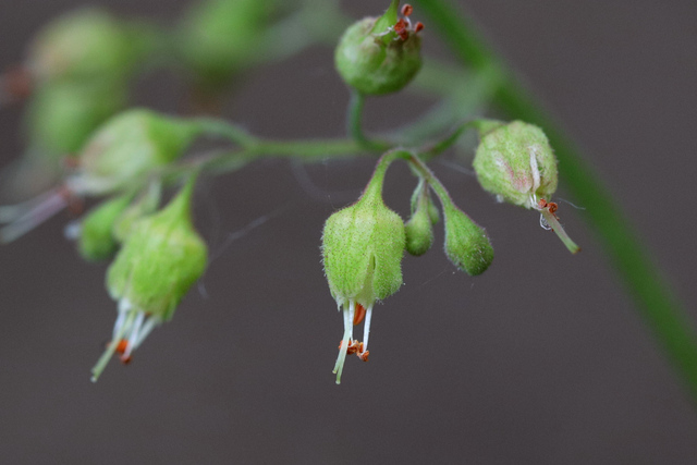 Heuchera americana