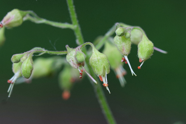 Heuchera americana