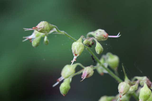 Heuchera americana