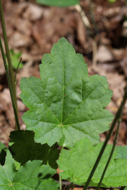 Heuchera americana - leaves