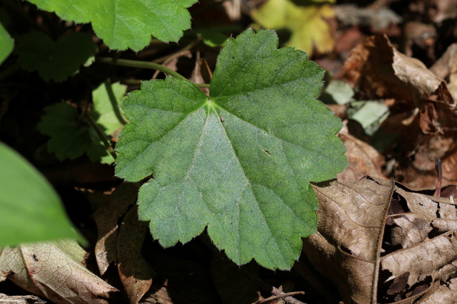 Heuchera americana - leaves