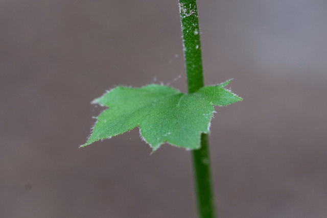 Heuchera americana - leaves