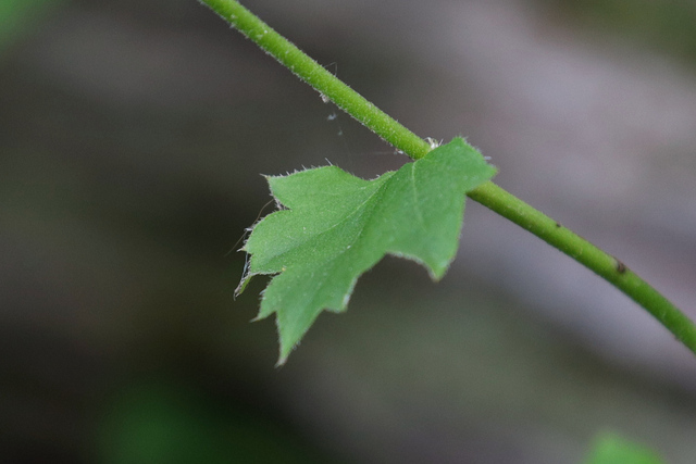 Heuchera americana - leaves