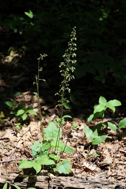 Heuchera americana - plant