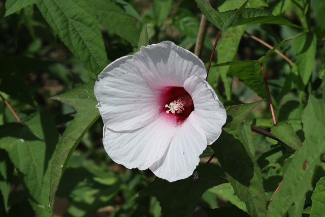 Hibiscus laevis