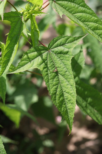 Hibiscus laevis - leaves