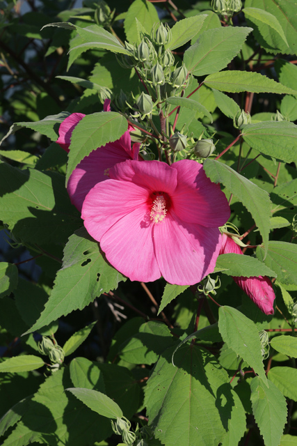 Hibiscus moscheutos