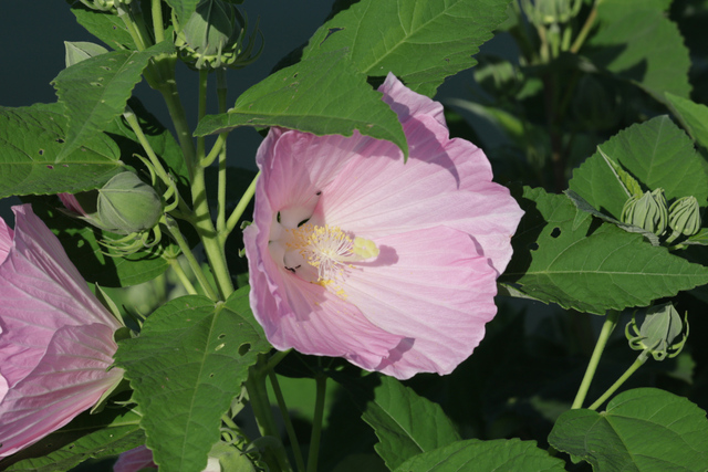 Hibiscus moscheutos
