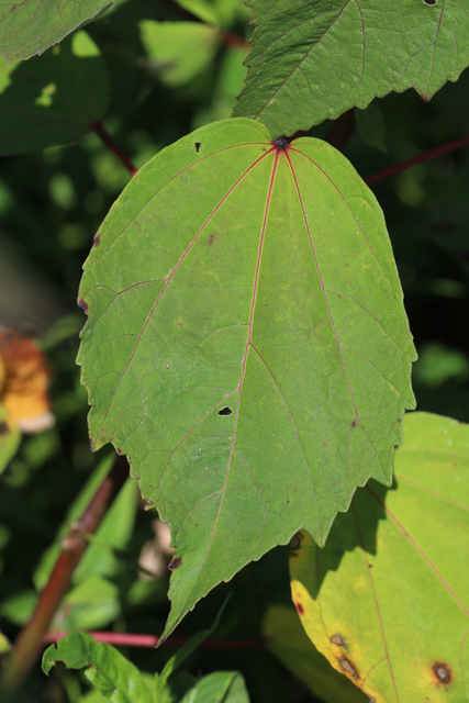 Hibiscus moscheutos - leaves