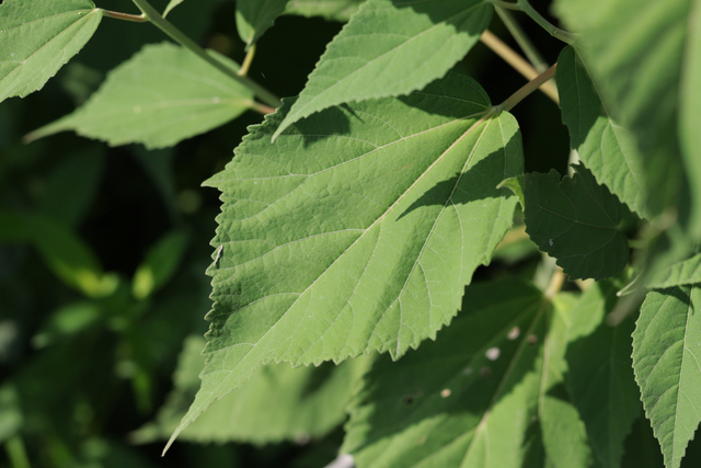 Hibiscus moscheutos - leaves
