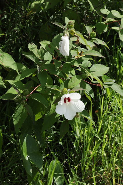 Hibiscus moscheutos - plants