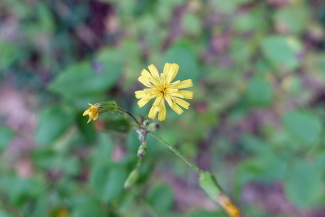 Hieracium gronovii