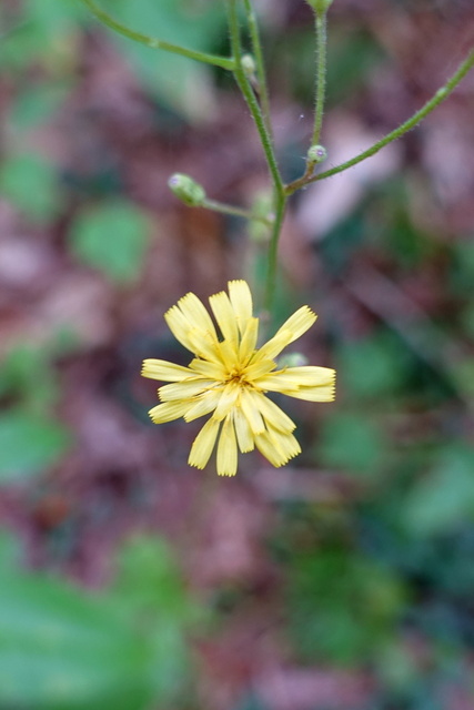 Hieracium gronovii