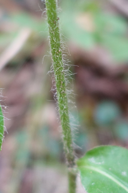 Hieracium gronovii - stem