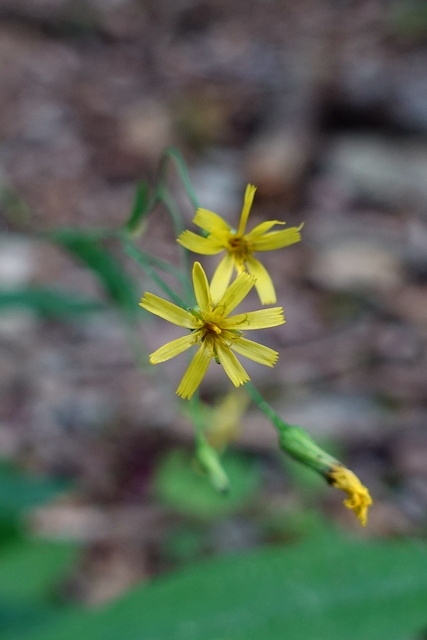 Hieracium paniculatum