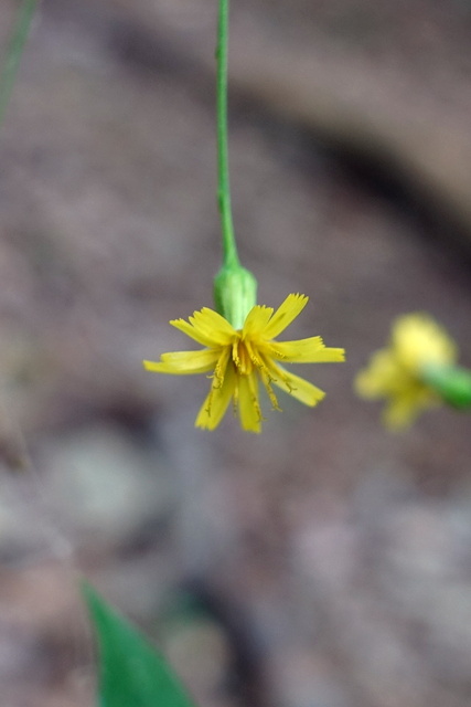 Hieracium paniculatum