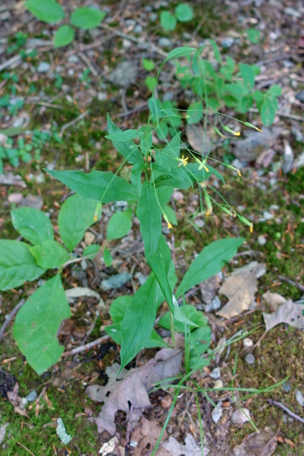 Hieracium paniculatum - plant