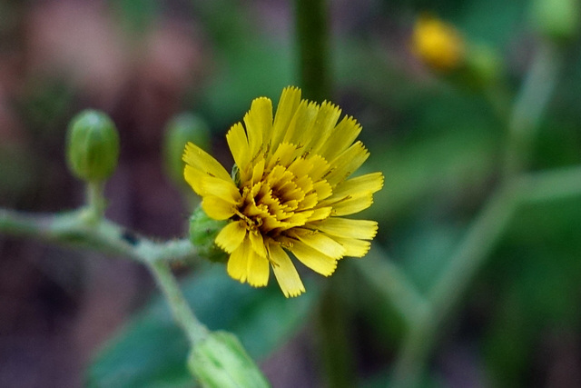 Hieracium scabrum