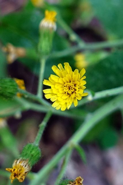 Hieracium scabrum