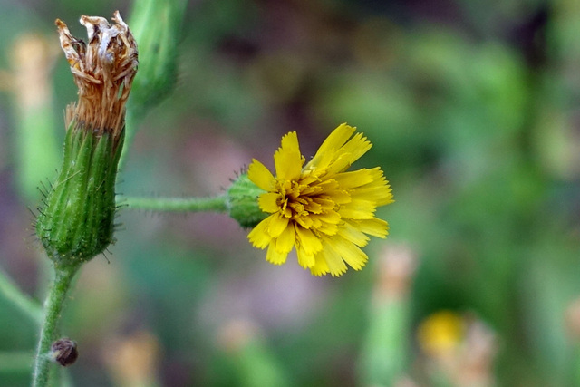 Hieracium scabrum