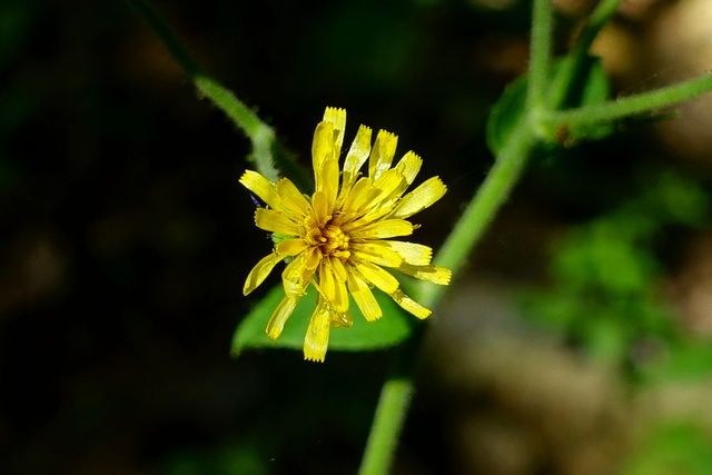 Hieracium scabrum