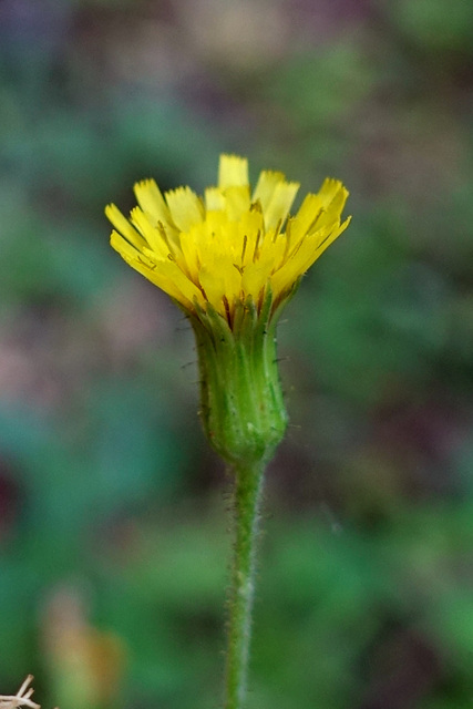 Hieracium scabrum