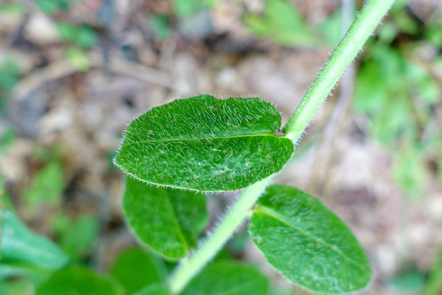 Hieracium scabrum - leaves