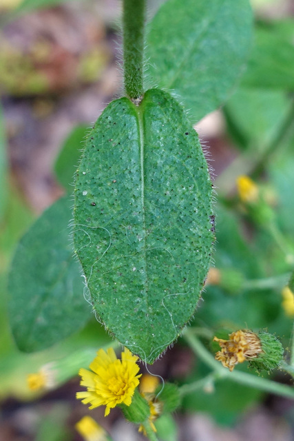 Hieracium scabrum - leaves