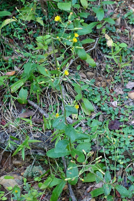 Hieracium scabrum - plant