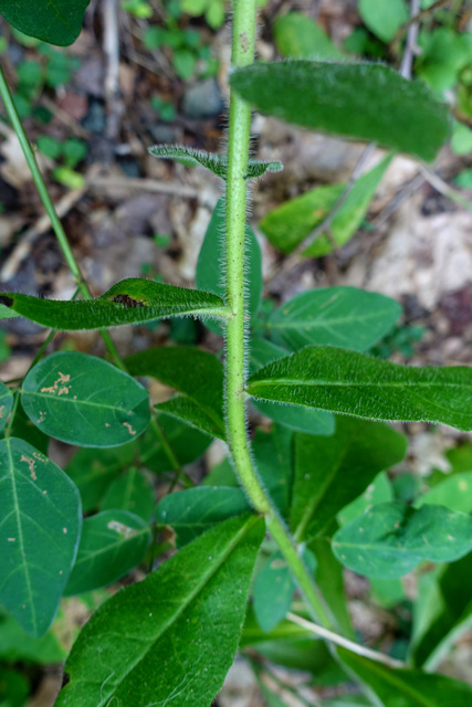 Hieracium scabrum - stem