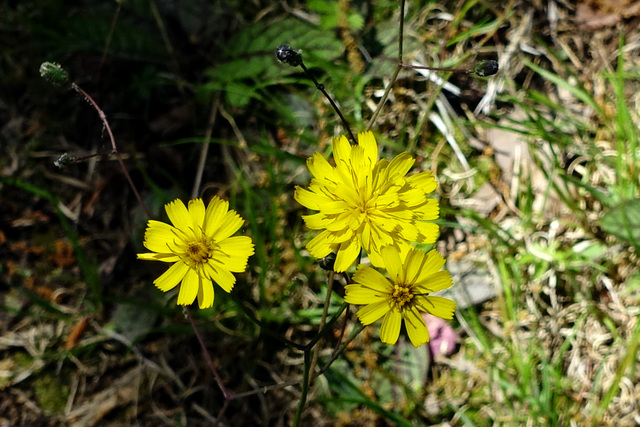 Hieracium venosum