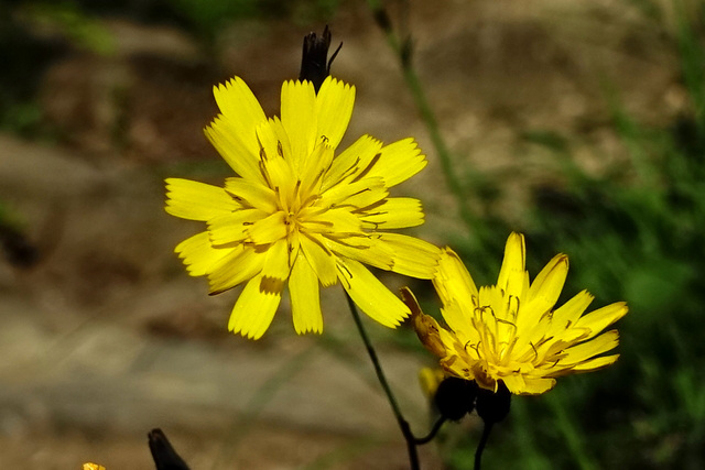 Hieracium venosum