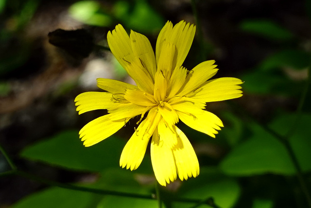 Hieracium venosum