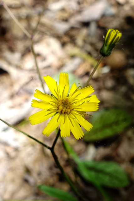 Hieracium venosum