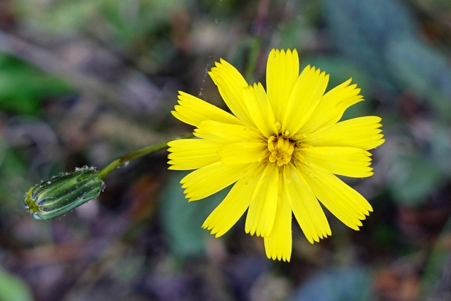 Hieracium venosum