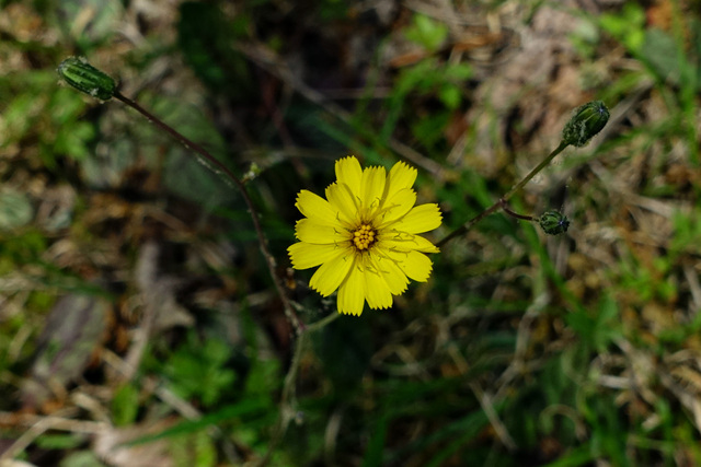 Hieracium venosum