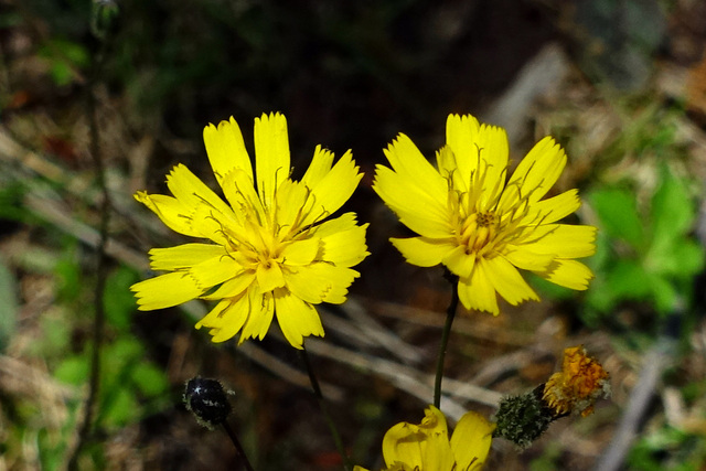 Hieracium venosum