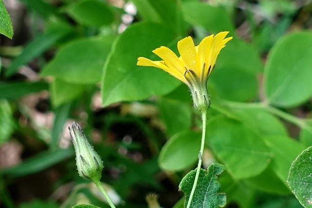 Hieracium venosum