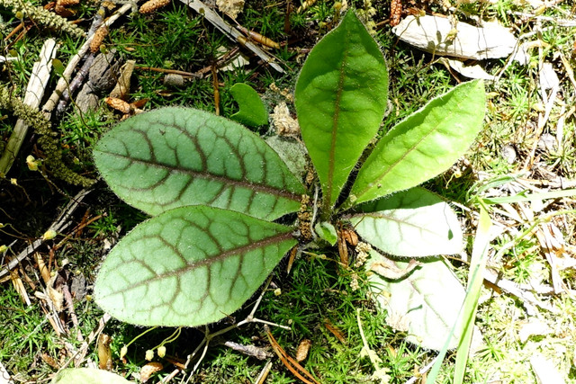 Hieracium venosum - leaves