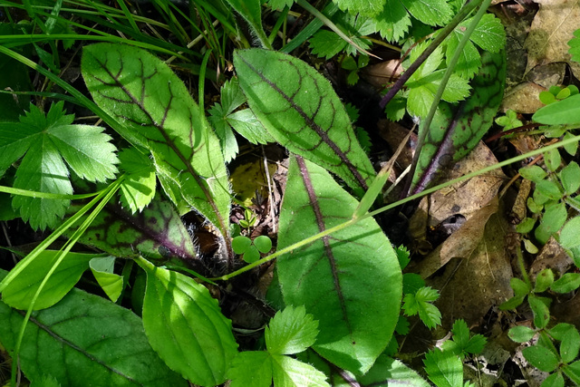 Hieracium venosum - leaves