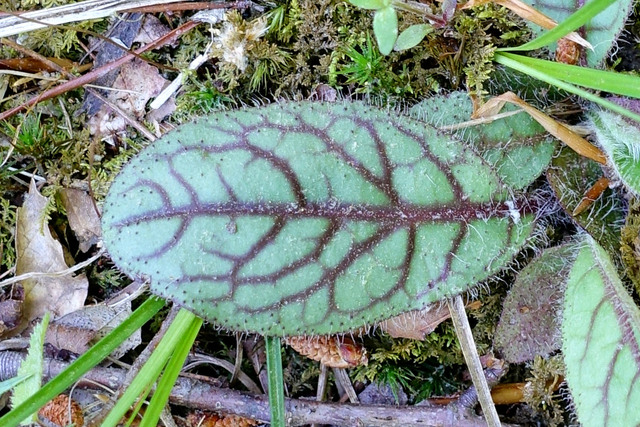 Hieracium venosum - leaves