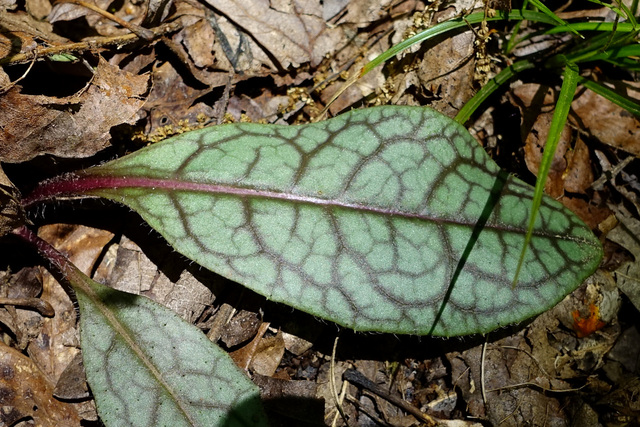 Hieracium venosum - leaves