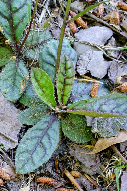 Hieracium venosum - leaves