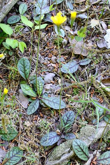 Hieracium venosum - plants