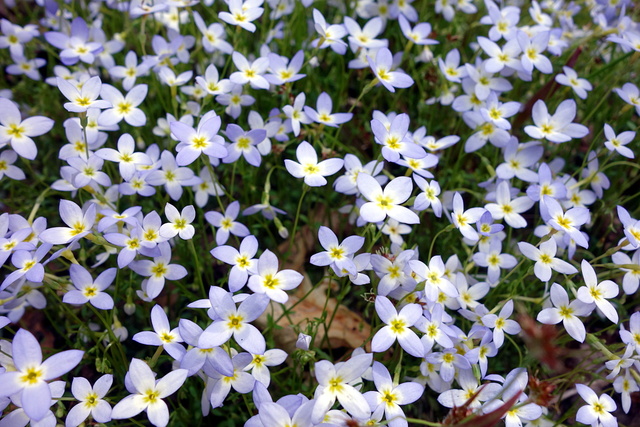 Houstonia caerulea